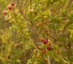 Rhagodia candolleana