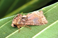 Mosara apicalis