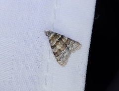 Nola bifascialis