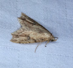 Olulis puncticinctalis