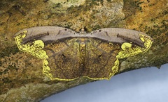 Pareumelea eugeniata