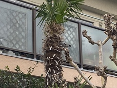 Spodiopsar cineraceus