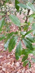 Cartrema americana