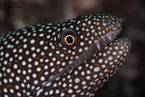 Whitemouth Moray