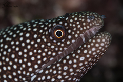 Turkey Moray photo 2