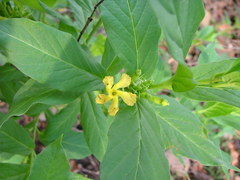 Mandevilla foliosa