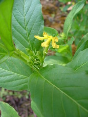 Mandevilla foliosa