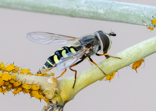 Unknown species found near South Tempe, Tempe, AZ, USA