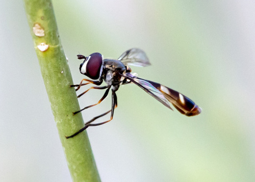 Unknown species found near South Tempe, Tempe, AZ, USA