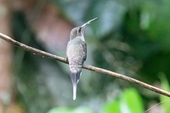 Phaethornis hispidus