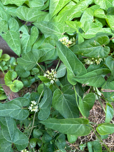 iNaturalist observation photo of honey-vine climbing milkweed