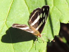 Dynamine postverta mexicana