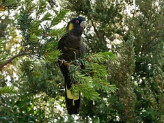 Zanda funerea xanthanota