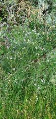 Carmichaelia odorata