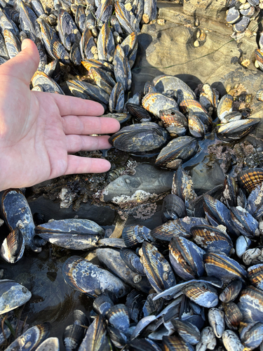iNaturalist observation photo of California Mussel