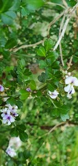 Carmichaelia odorata