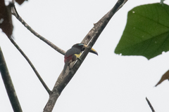 Pteroglossus inscriptus