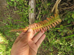 Blechnum occidentale