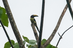 Pteroglossus inscriptus