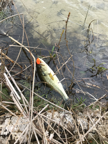 iNaturalist observation photo of Largemouth Bass