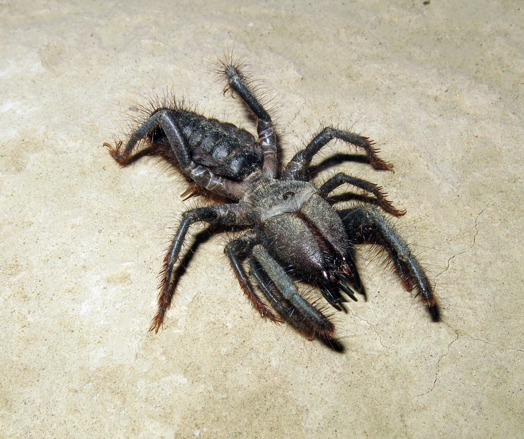 Rhagoduja