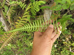 Blechnum occidentale