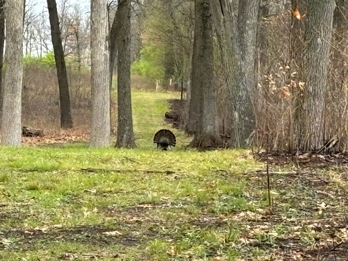 iNaturalist observation photo of Eastern Wild Turkey