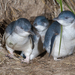 South Island Little Penguin - Photo (c) JJ Harrison, some rights reserved (CC BY-SA)