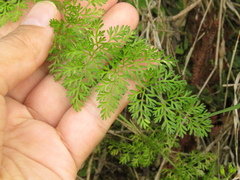 Daucus montanus