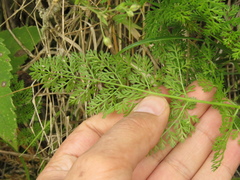 Daucus montanus