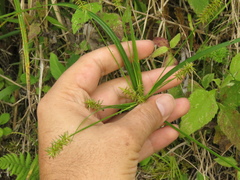 Cyperus hermaphroditus