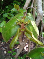 Peponidium horridum image