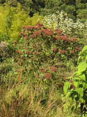 Heliocarpus americanus