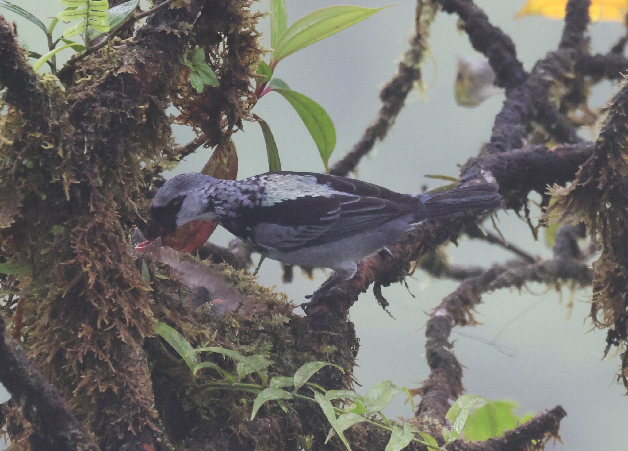 Grey-and-gold Tanager (Poecilostreptus palmeri), photo 4