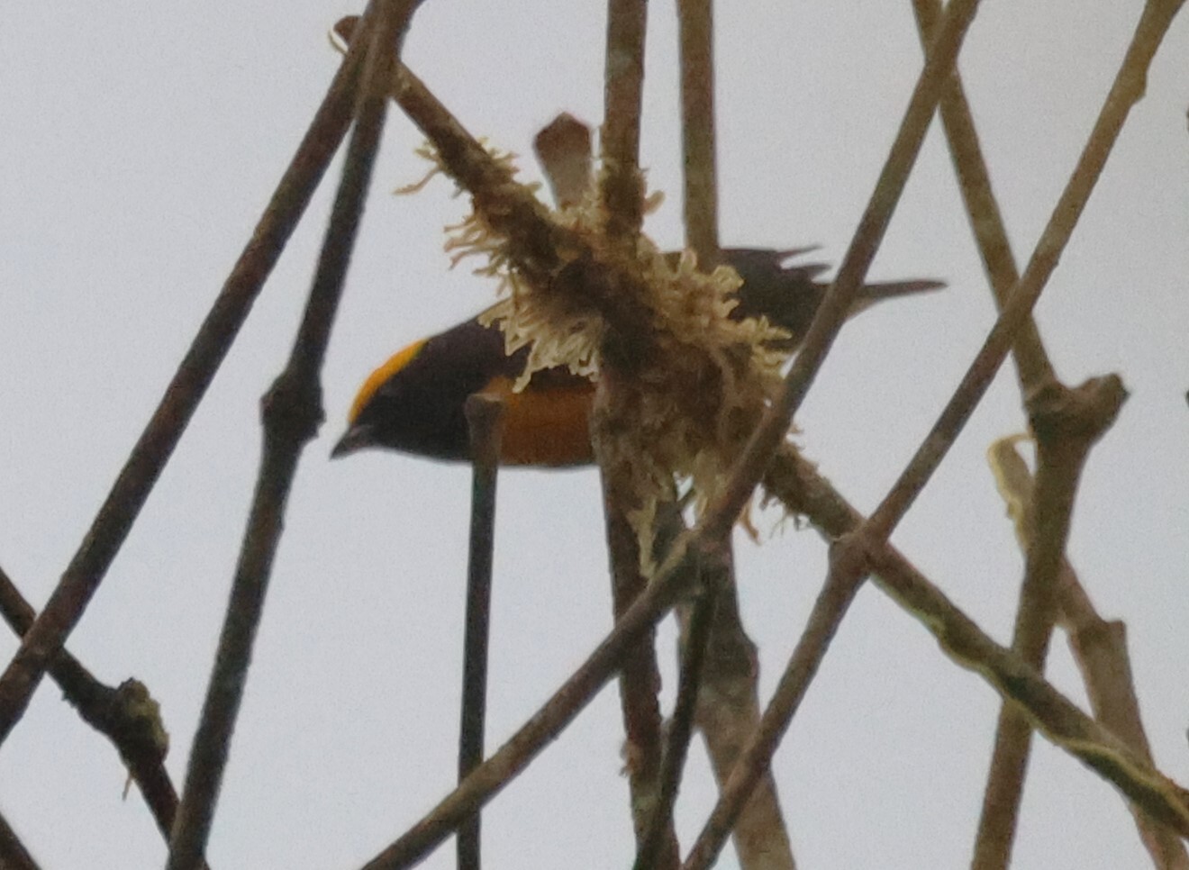 Orange-crowned Euphonia (Euphonia saturata), photo 2
