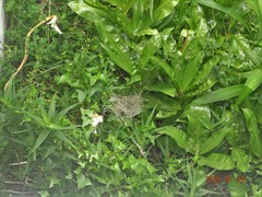 Spermestes cucullata scutata