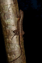 Sceloporus chrysostictus