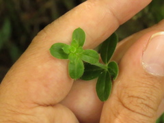 Galium hypocarpium