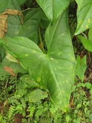 Chlorospatha