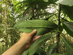 Cestrum schlechtendalii