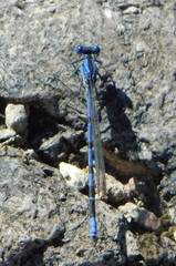 Argia sabino