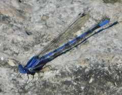 Argia sabino