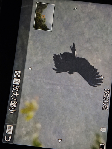 Black Eagle (Eastern)