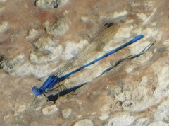Argia sabino