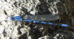 Argia sabino