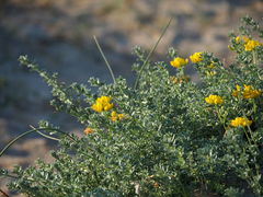 Medicago marina