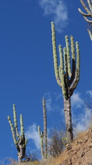 Armatocereus rauhii, photograph Rosario Douglas, CC BY, iNaturalist via GBIF