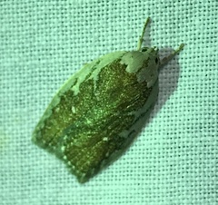 Euchaetis rhizobola