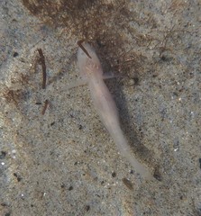 Typhlogobius californiensis