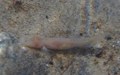 Typhlogobius californiensis